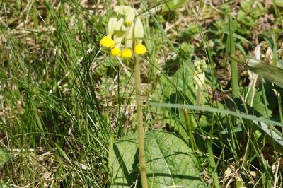 Primula veris