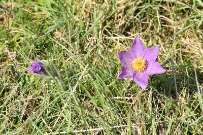 <i>Pulsatilla vulgaris</i>