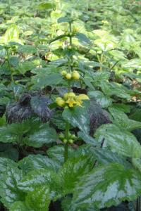 <i>Lamium galeobdolon</i>