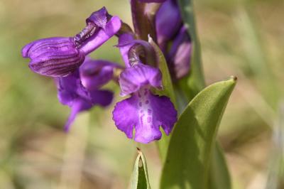 <i>Anacamptis morio</i>