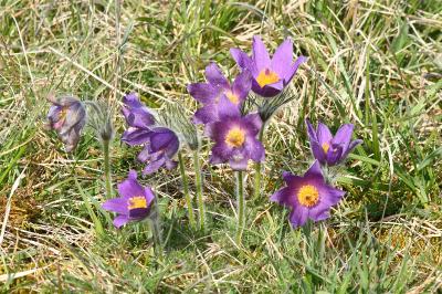 <i>Pulsatilla vulgaris</i>