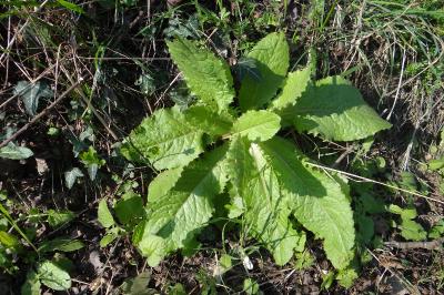 <i>Lactuca serriola</i>