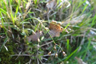 <i>Luzula forsteri</i>