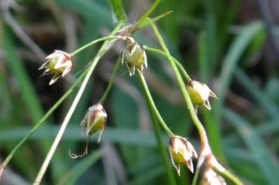 <i>Luzula forsteri</i>