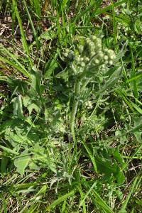 <i>Crepis vesicaria</i>
