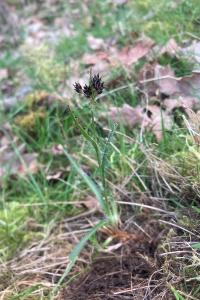 <i>Luzula campestris</i>