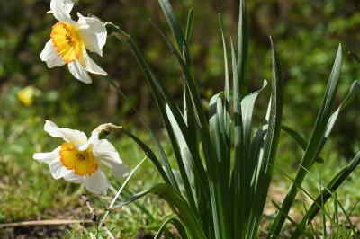 <i>Narcissus poeticus</i>