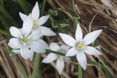 <i>Ornithogalum</i>