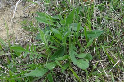 <i>Knautia arvensis</i>