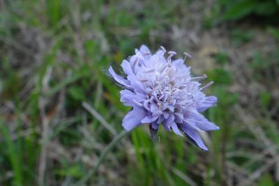 <i>Knautia arvensis</i>