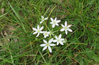<i>Ornithogalum</i>