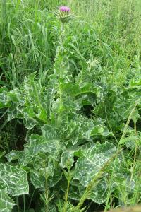 <i>Silybum marianum</i>