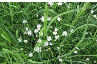 <i>Rabelera holostea</i>
