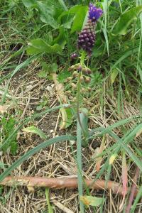 <i>Muscari comosum</i>