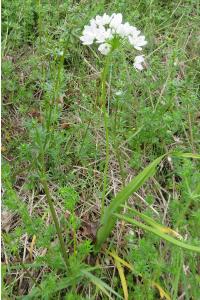 <i>Allium</i>