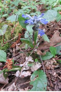 <i>Ajuga reptans</i>