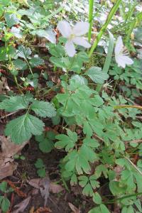 <i>Isopyrum thalictroides</i>