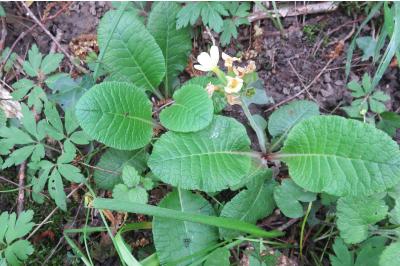 <i>Primula elatior</i>