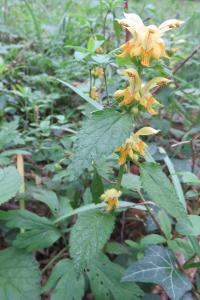 <i>Lamium galeobdolon</i>