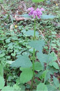 <i>Lamium maculatum</i>