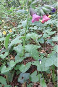 <i>Pulmonaria longifolia</i>