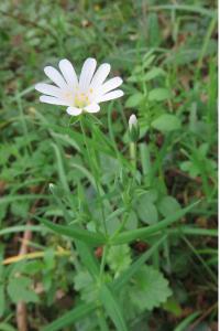 <i>Rabelera holostea</i>