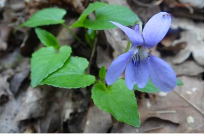 <i>Viola reichenbachiana</i>