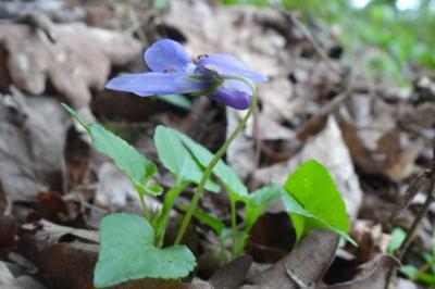 <i>Viola reichenbachiana</i>