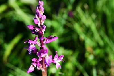 <i>Orchis mascula</i>