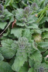 <i>Ajuga genevensis</i>