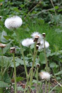 <i>Tussilago farfara</i>