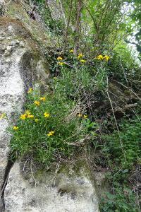 <i>Erysimum cheiri</i>