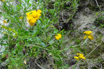 <i>Erysimum cheiri</i>