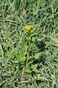 <i>Barbarea vulgaris</i>