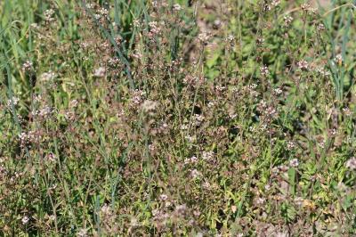 <i>Capsella bursa-pastoris</i>