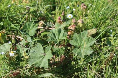 <i>Malva sylvestris</i>