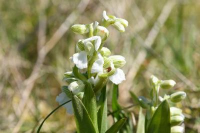 <i>Anacamptis morio</i>