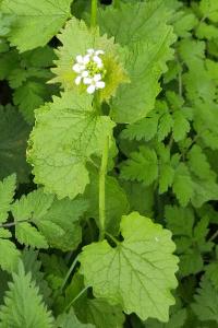 <i>Alliaria petiolata</i>