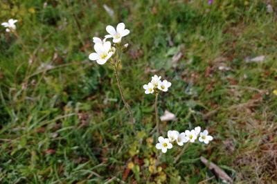 <i>Saxifraga granulata</i>