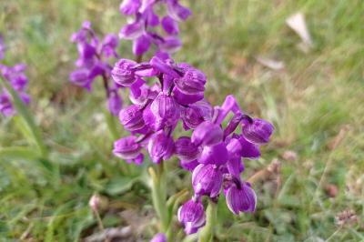 <i>Anacamptis morio</i>