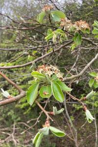 <i>Pyrus communis</i>