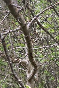 <i>Pyrus communis</i>