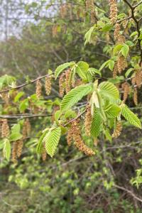 <i>Carpinus betulus</i>