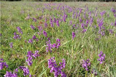 <i>Anacamptis morio</i>