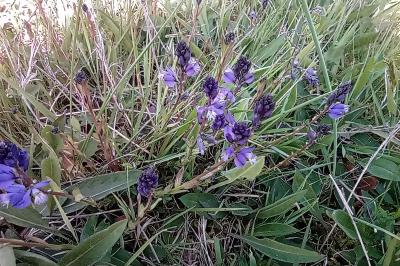 <i>Polygala vulgaris</i>