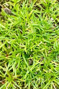 <i>Sagina procumbens</i>