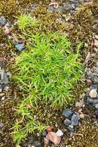 <i>Sagina procumbens</i>