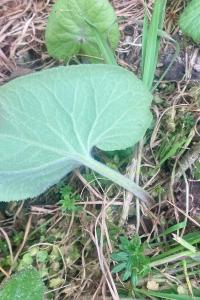 <i>Petasites pyrenaicus</i>