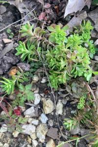 <i>Sedum cepaea</i>