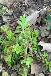 <i>Sedum cepaea</i>